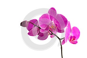 Orchid over white