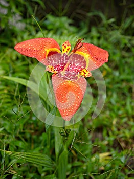 An orchid at Pahuma Orchid Reserve, Ecuador