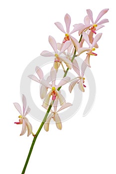 Orchid Panicle