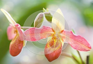 Orchid of Paphiopedilum