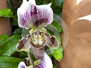 orchid paphiopedilum corsair