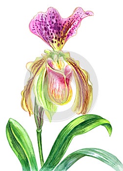 Orchid Paphiopedilum or lady`s slipper, watercolor painting on white background