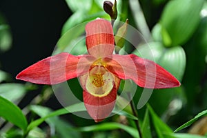 Orchid paphiopedilum Red