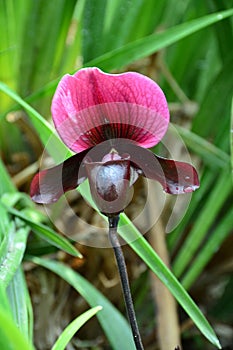 Orchid paphiopedilum violet