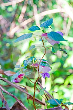 Orchid parrot flower at Chiangdao, Chiangmai, Thailand.