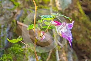 Orchid parrot flower at Chiangdao, Chiangmai, Thailand.