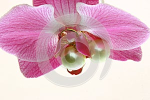 Orchid Pearls