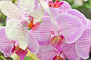 Orchid petal flowers