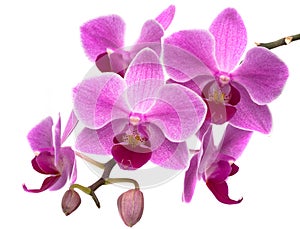 Orchid phalaenopsis
