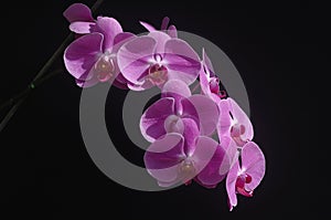 Orchid phalaenopsis