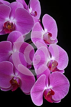 Orchid phalaenopsis