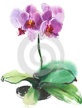 Orchid phalaenopsis