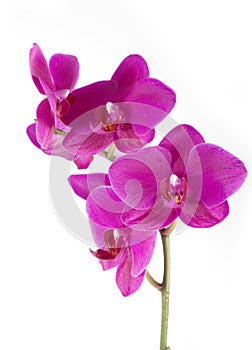 Orchid phalaenopsis