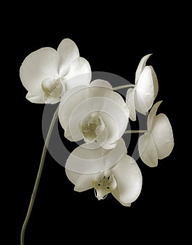 Orchid-Phalaenopsis