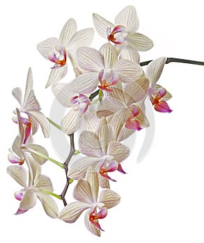 Orchid phalaenopsis