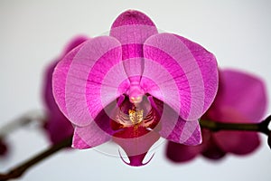 Orchid Phalaenopsis