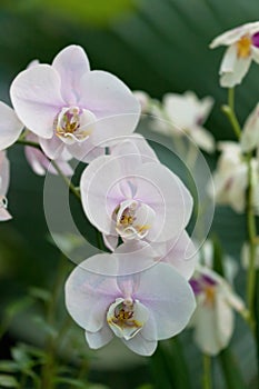 Orchid phalaenopsis