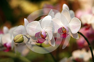 Phalaenopsis orchid photo