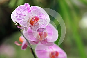 Orchid- Phalaenopsis