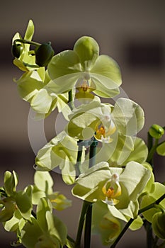 Orchid Phalaenopsis aphrodite Yellow. Photograph Of A Stick Replete With Various Flowers. Nature Orchid Botanical Biology Phytolog