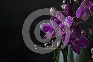 Orchid Phalaenopsis closeup. Beautiful orchid flower against black background being sprayed with water drops.