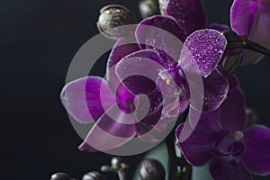 Orchid Phalaenopsis closeup. Beautiful orchid flower against black background being sprayed with water drops.