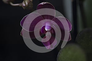 Orchid Phalaenopsis closeup. Beautiful orchid flower against black background being sprayed with water drops.