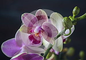Orchid Phalaenopsis closeup. Beautiful orchid flower against black background being sprayed with water drops