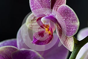 Orchid Phalaenopsis closeup. Beautiful orchid flower against black background being sprayed with water drops