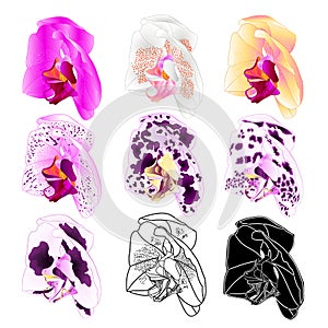 Orchid Phalaenopsis  colours natural, outline, silhouette,flower eight on a white background vintage vector editable