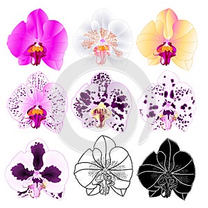 Orchid Phalaenopsis  colours natural, outline, silhouette,flower thirteen on a white background vintage vector editable