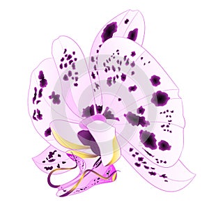 Orchid Phalaenopsis  dots  lila colours natural flower twenty on a white background watercolor vintage vector editable