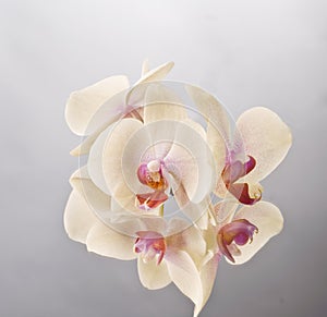 Orchid phalaenopsis flower