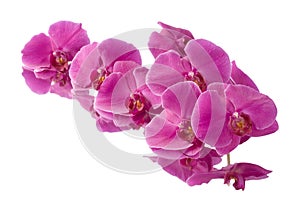 Orchid phalaenopsis flower