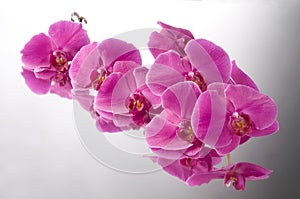 Orchid phalaenopsis flower