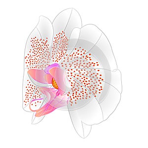 Orchid Phalaenopsis flower  white colours  flower fourteen on a white background watercolor vintage vector editable