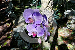 Orchid of the Phalaenopsis genus also known as moth orchid growing in its natural habitat. Vibrant purple and red colors, with vei