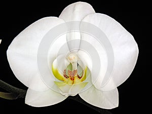 Orchid Phalaenopsis hybrid photo