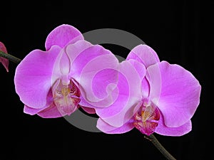 Orchid: Phalaenopsis hybrid