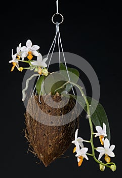 Orchid phalaenopsis hybrid over black