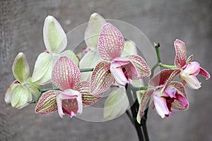 Orchid Phalaenopsis is a hybrid variety.