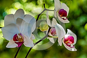 Orchid Phalaenopsis Hybrid white with unfocused background