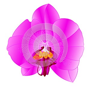 Orchid Phalaenopsis lila colours natural flower twenty two on a white background watercolor vintage vector editable illustration