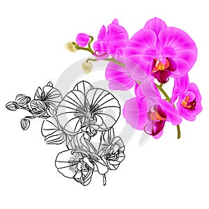 Orchid Phalaenopsis lila and outline set three on a white background vintage vector editable illustration hand draw