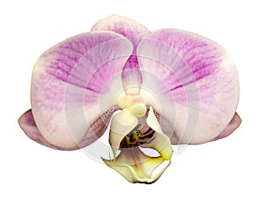 Orchid phalaenopsis pink-white flower. isolated on white background with clipping path. Closeup.