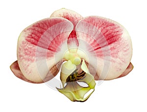 Orchid phalaenopsis red-white flower. isolated on white background with clipping path. Closeup.