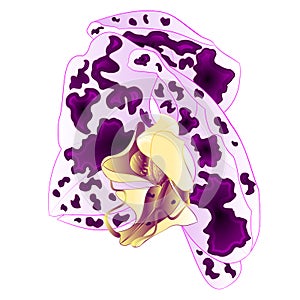 Orchid Phalaenopsis  spotted flower lila natural flower Twenty-one on a white background watercolor vintage vector