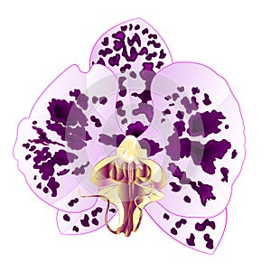 Orchid Phalaenopsis   spotted lila colours natural flower twenty two on a white background watercolor vintage vector editable