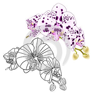 Orchid Phalaenopsis spotted and outline flower on a white background watercolor vintage vector editable illustration hand