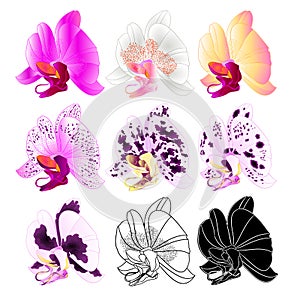 Orchid Phalaenopsis various colours  outline, silhouette,flower six on a white background vintage vector editable